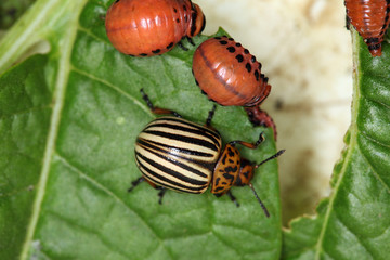 striped pests