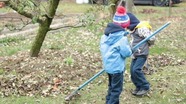 Young children,  boys, raking leaves in the garden