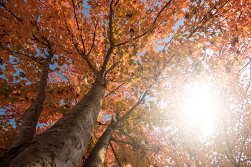 Un albero di acero in autunno sotto il sole che aiuta a rendere le foglie  con colori di arancio più vividi