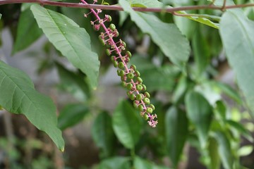 Interesting wild flower