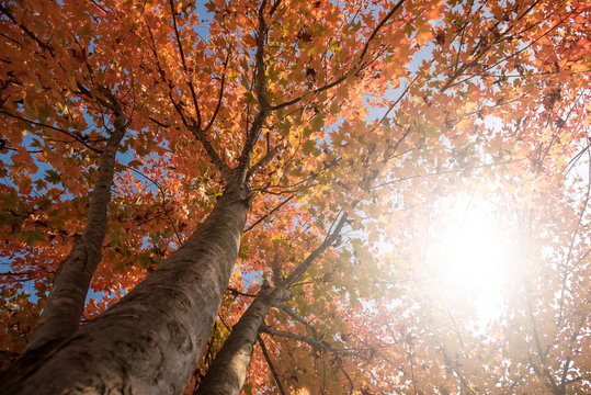 Un albero di acero in autunno sotto il sole che aiuta a rendere le foglie  con colori di arancio pi&ugrave; vividi