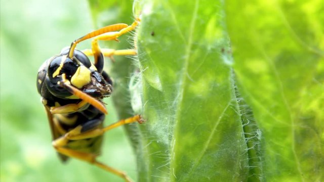 extreme close up of a wasp Vespula germanica