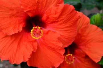 Red Hibiscus flowers in tropical garden on Tenerife,Canary Islands,Spain.Floral background.Selective focus.