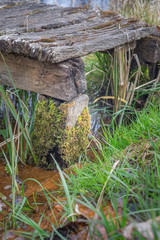 Nahaufnahme eines alten morschen Steges, mit Moos bewachsen