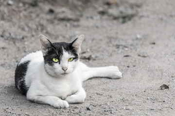 Naklejka na ściany i meble Thai cat yellow eye portrait. Black and white tabby cat is sitting on the ground. Cat looking at camera. Playful cat relaxing vacation.