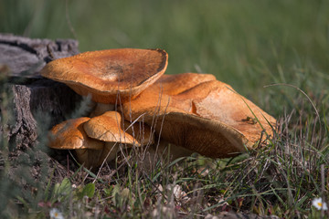 Group of brown mushrooms