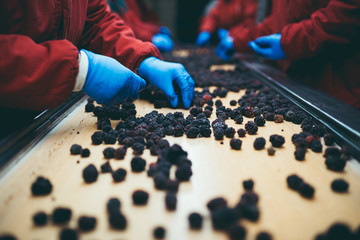 People at work. Unrecognizable workers hands in protective blue gloves make selection of frozen blackberries. Factory for freezing and packing of fruits and vegetables. Low light and visible noise.