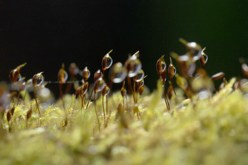 Water Dews on beautiful Moss in the Rainforest. 