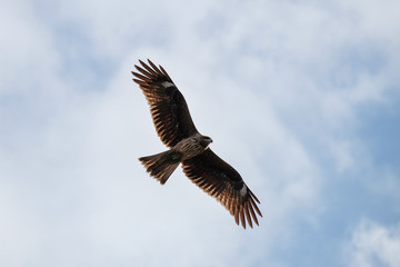 Obraz premium White tailed sea eagle at Enoshima Island, Kamakura, Japan