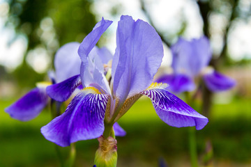 Bearded Iris