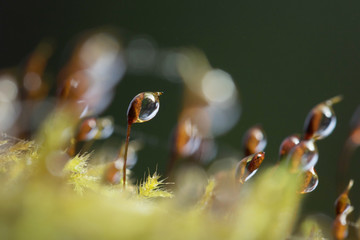 Water Dews on beautiful Moss in the Rainforest. 