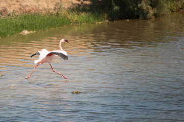 flamingo, bird, africa, namibia, kalihari - 001