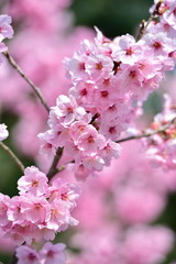 Cherry blossom