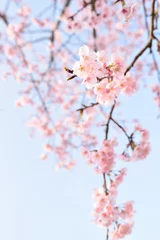 Fleecedeken met foto Cherry blossom © Tonic Ray Sonic