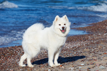 White dog Samoyed stands near the sea on a Sunny day