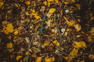 autumn leaves yellow and green on the ground in the forest