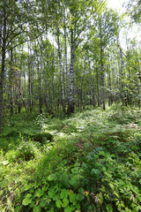 Fototapeta na wymiar birch grove in the Urals