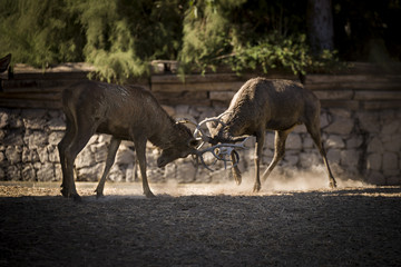 Fighting red deers