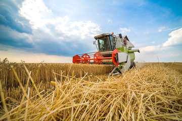 Combine harvester in action on wheat field