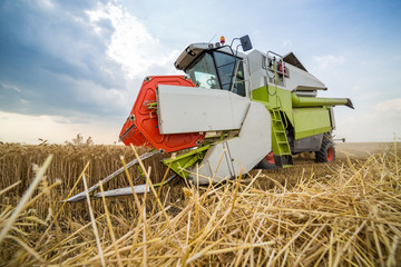Obraz premium Combine harvester in action on wheat field