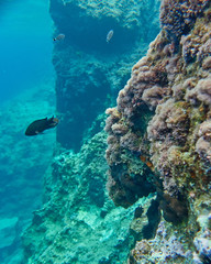 colorful reef and blue-green sea, underwater scene