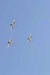Swans in flight