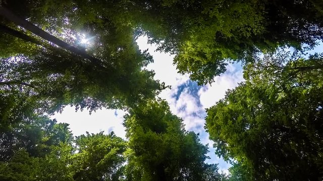 Zeitraffer ziehender Wolken &uuml;ber Baumgipfel II