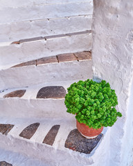Greece, basil plant pot on white steps stairs