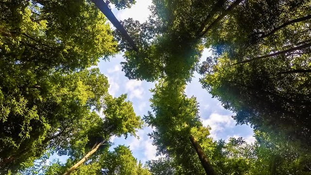 Zeitraffer ziehender Wolken &uuml;ber Baumgipfel II