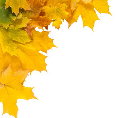 Autumn maple yellow leaves isolated on white background
