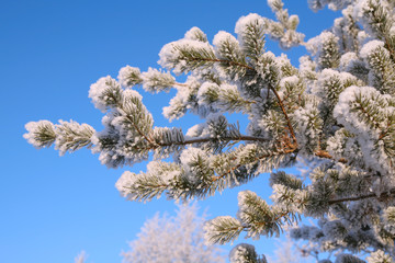 Winter in the city