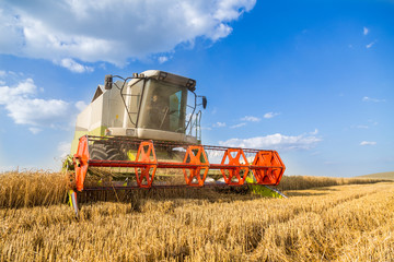 Obraz premium Combine harvester in action on wheat field