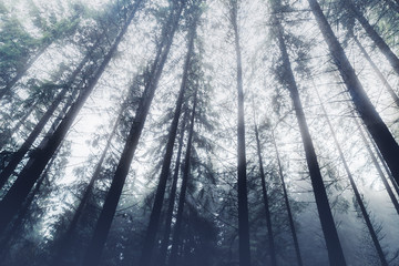 Misty halloween forest.