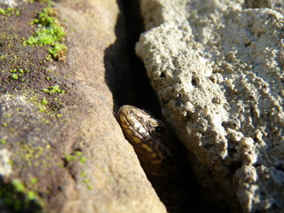 lagarto