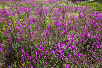 Naklejka premium wildflowers