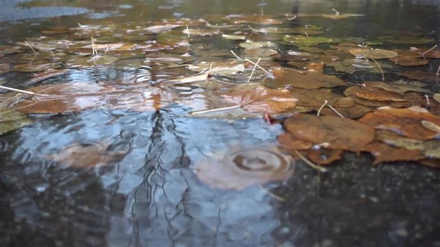 rain drops falling at the puddle with autumn leaves
