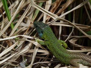 lagarto