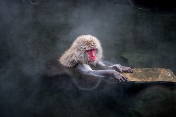 Monkeys bathe in hot springs in Nagano, Japan