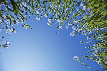 Blue flax flowers under blue sky background