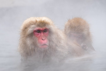Monkeys bathe in hot springs in Nagano, Japan