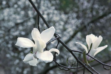 Spring floral background with white magnolia flowers.