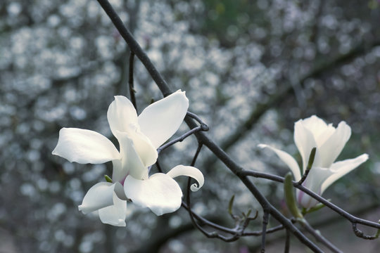 Fototapeta Spring floral background with white magnolia flowers.