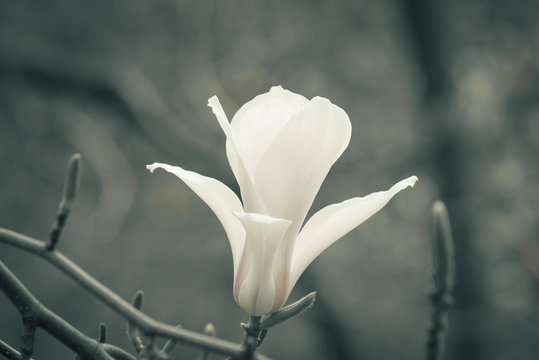 Fototapeta Spring floral background with white magnolia flowers.