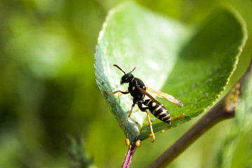 Wasp sitting on a leaf