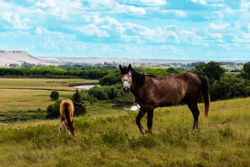 Pasturing horses in the countryside.