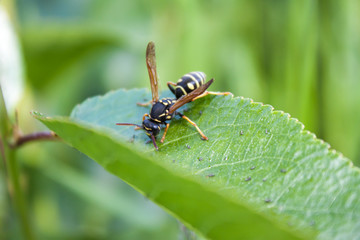Wasp sitting on a leaf