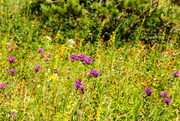 Green meadow in the forest.