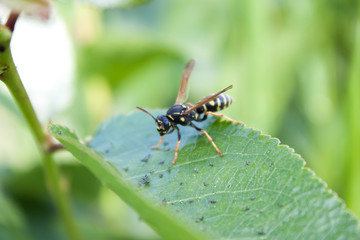 Wasp sitting on a leaf