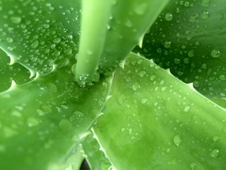 Aloe vera water drop background close up macro