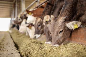Cows in a farm eating hay
